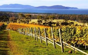 tasmanian wineries-bream-creek - stylish travel with luscious blog.jpg